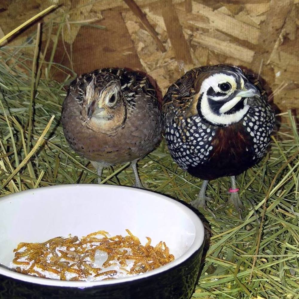 Meet your Posher, Brenda